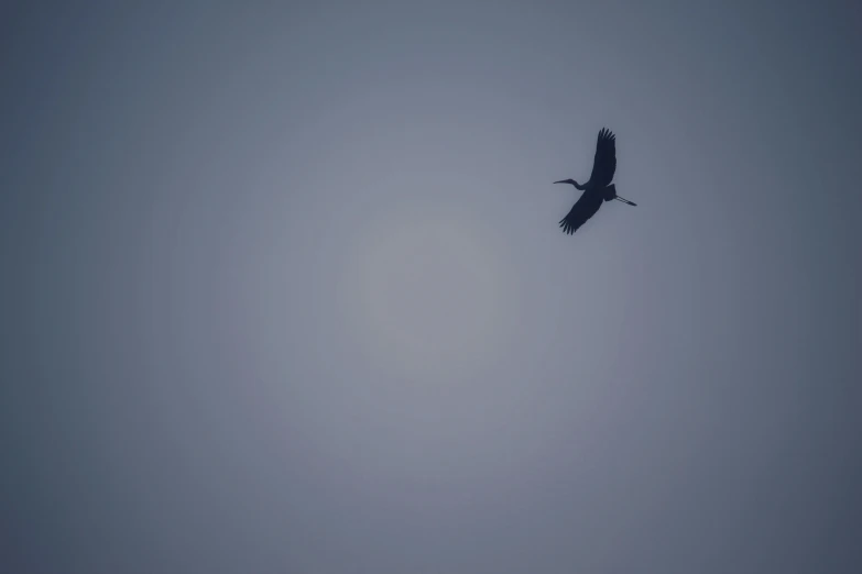 a bird that is flying in the sky, minimalism, captured on canon eos r 6, hazy sun and mystical, sitting in a crane, black