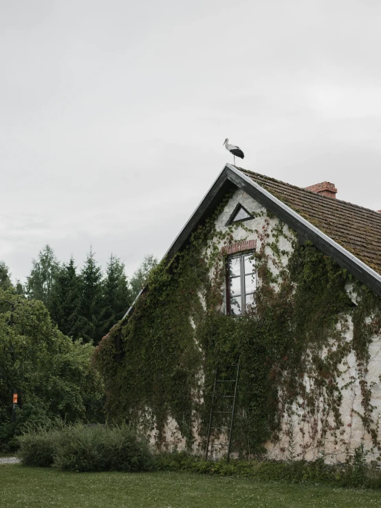 a red fire hydrant sitting on top of a lush green field, a photo, by Jan Tengnagel, unsplash, realism, 1 8 8 0 s big german farmhouse, bird on his shoulder, walls are covered with vines, grey skies