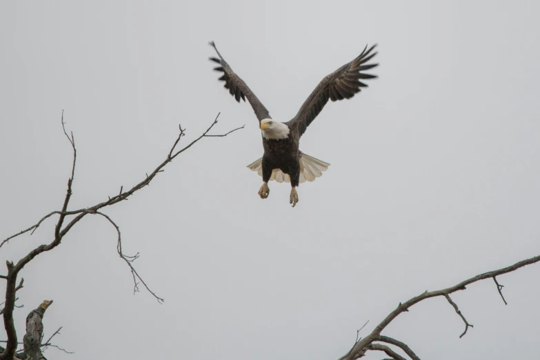 a bald eagle taking off from a tree branch, by Neil Blevins, pexels contest winner, overcast weather, grey, slide show, 🦩🪐🐞👩🏻🦳