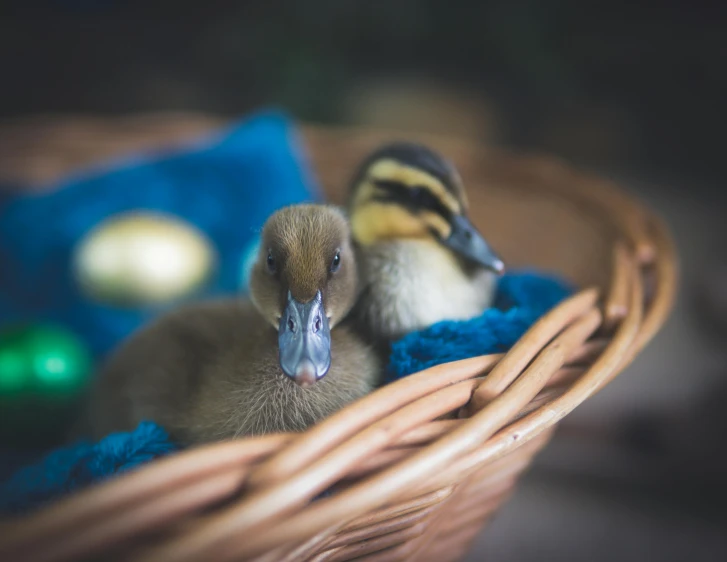 two little ducks are sitting in a basket, unsplash, shot on sony a 7, portrait photo, album, brown