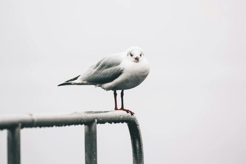 a seagull sitting on top of a metal railing, pexels contest winner, on a white table, cold, instagram photo, mixed animal