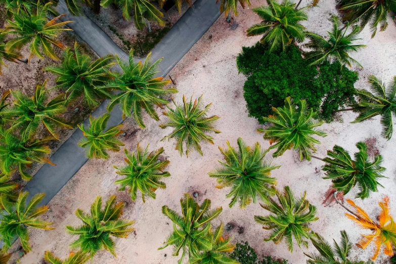 an aerial view of a road surrounded by palm trees, a screenshot, unsplash contest winner, visual art, garden with fruits on trees, drone photograpghy, tawa trees, in a beachfront environment