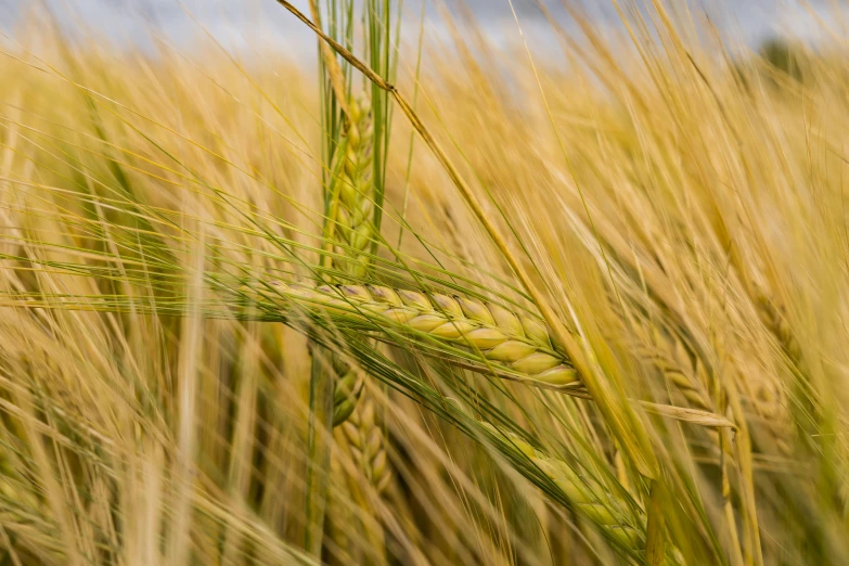 a close up of a stalk of wheat in a field, by David Simpson, unsplash, precisionism, malt, portrait image