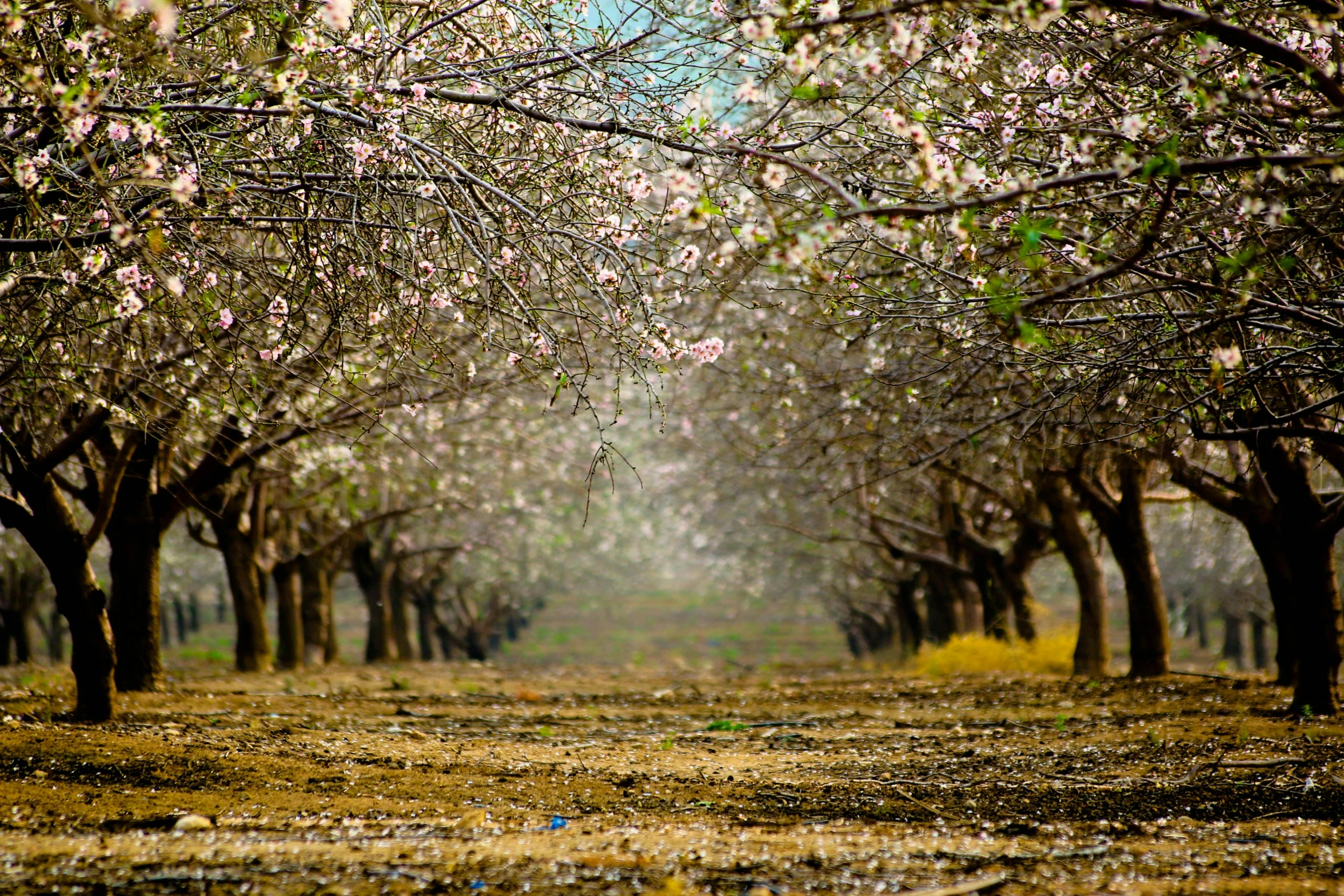 a bunch of trees that are next to each other, a tilt shift photo, by Ibrahim Kodra, almond blossom, 🌸 🌼 💮, grain”