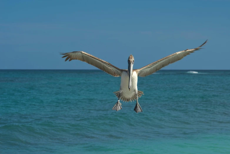 a large bird flying over a body of water, by Peter Churcher, pexels contest winner, renaissance, varadero beach, 🦩🪐🐞👩🏻🦳, posing for camera, at takeoff