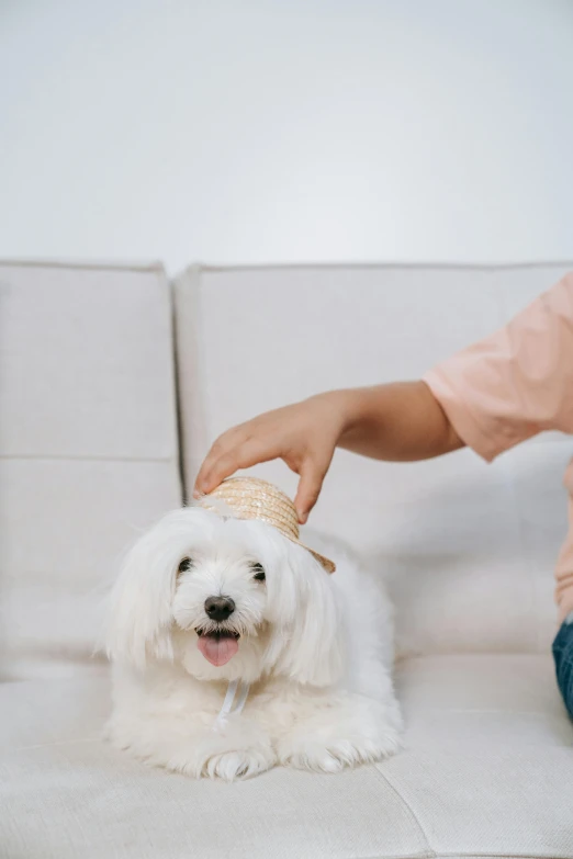 a small white dog sitting on top of a white couch, pexels contest winner, wearing straw hat, touching heads, cone shaped, wavy white long hair