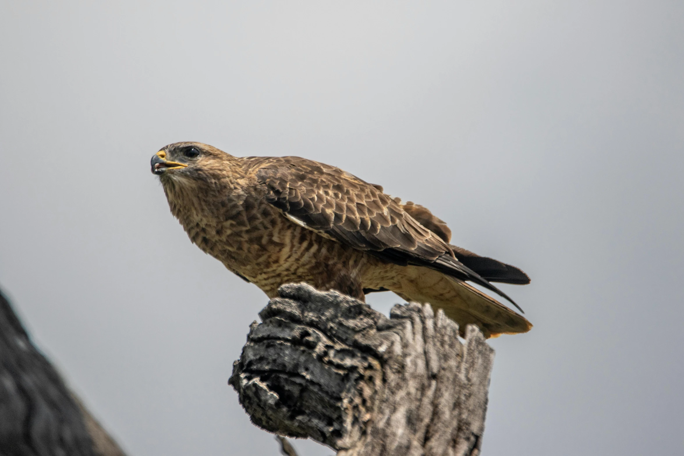 a bird sitting on top of a tree branch, a portrait, pexels contest winner, hurufiyya, hawk wings, mid 2 0's female, a wooden, perched on a rock