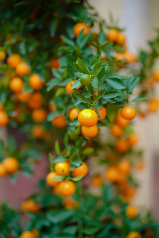 a bunch of oranges hanging from a tree, profile image, lush plants and bonsai trees, medium close shot, berries inside structure