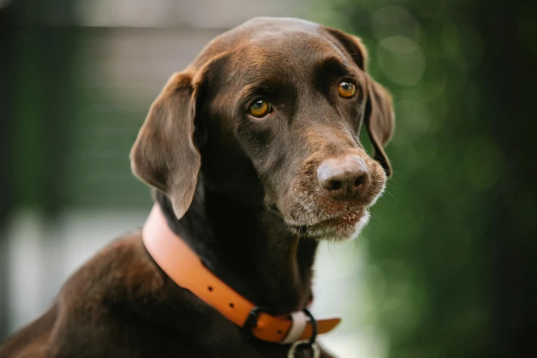 a close up of a dog wearing a collar, a portrait, by Jan Tengnagel, pexels contest winner, chocolate, hunting, beautiful smooth oval head, australian