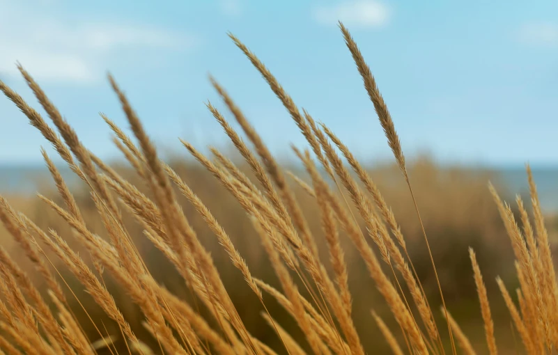 tall grass blowing in the wind on a sunny day, by David Simpson, unsplash, fantastic realism, mineral grains, malt, gold, high quality product image”