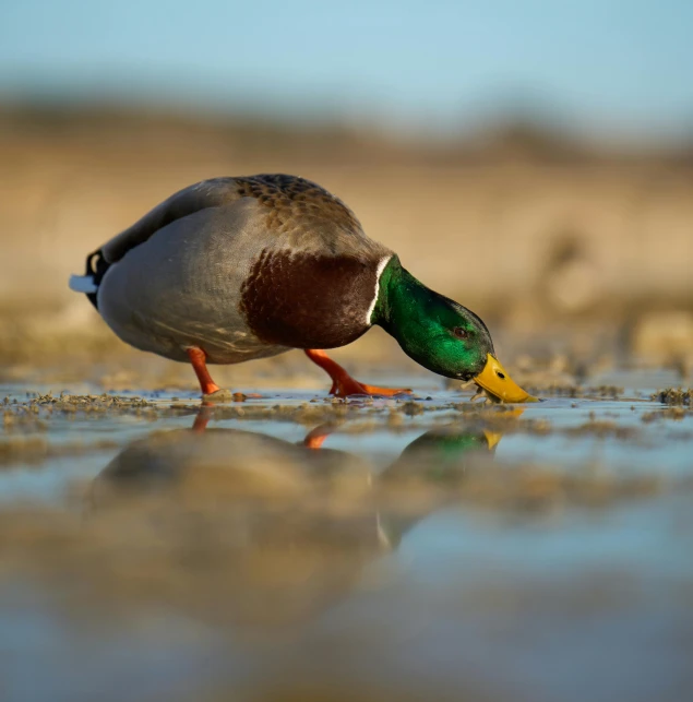 a duck standing on top of a puddle of water, by Jacob Duck, pexels contest winner, having a snack, on the sand, mallard (anas platyrhynchos), slide show