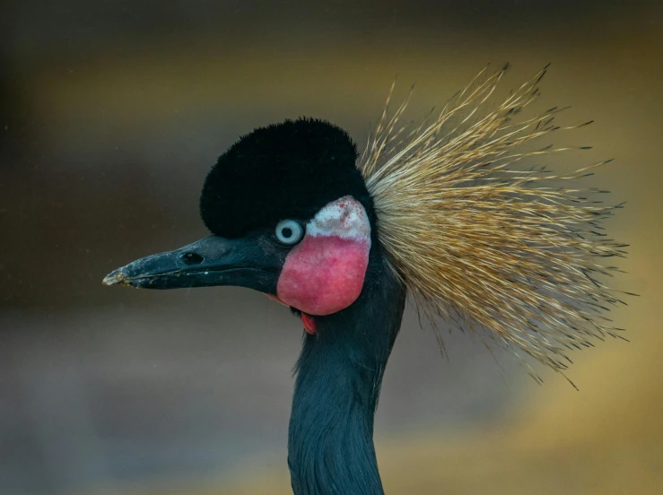 a close up of a bird with a feather on it's head, by Peter Churcher, pexels contest winner, hurufiyya, long neck, wild spiky black hair, long pointy pink nose, portrait of a big