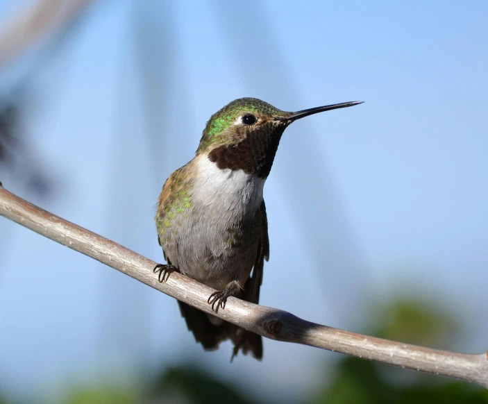 a small bird sitting on top of a tree branch, by Jim Nelson, pexels contest winner, hurufiyya, hummingbird, emerald, looking into the distance, body centered