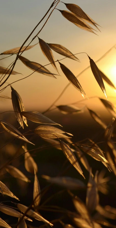 a field of grass with the sun setting in the background, by David Simpson, pexels, symbolism, malt, gold leaves, ready to eat, brown