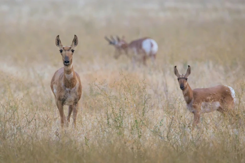 a herd of antelope standing on top of a dry grass covered field, by Jim Murray, unsplash contest winner, precisionism, hazy and misty, three animals, looking cute, idaho