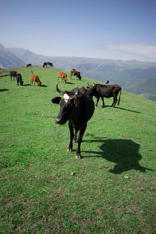 a herd of cattle grazing on a lush green hillside, les nabis, aykut aydogdu, multiple stories, black, single