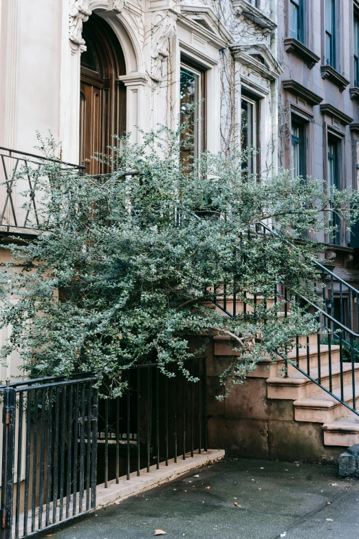 a red fire hydrant sitting in front of a building, a colorized photo, inspired by Elsa Bleda, trending on unsplash, neoclassicism, plants on balconies, an enormous silver tree, stairway, manhattan