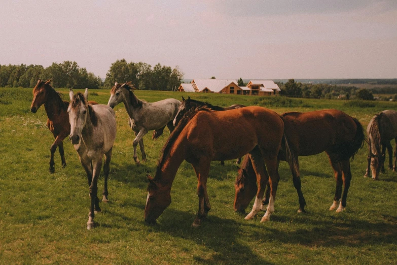 a herd of horses grazing on a lush green field, pexels contest winner, quebec, william eggleston style, cottagecore, outdoor fairgrounds