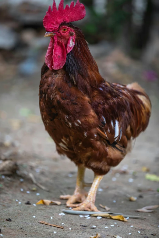 a close up of a rooster on a dirt ground, a portrait, unsplash, full body; front view, 15081959 21121991 01012000 4k, indonesia, brown:-2