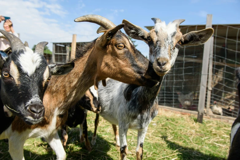 a herd of goats standing on top of a lush green field, petting zoo, 2 animals, documentary photo, fan favorite