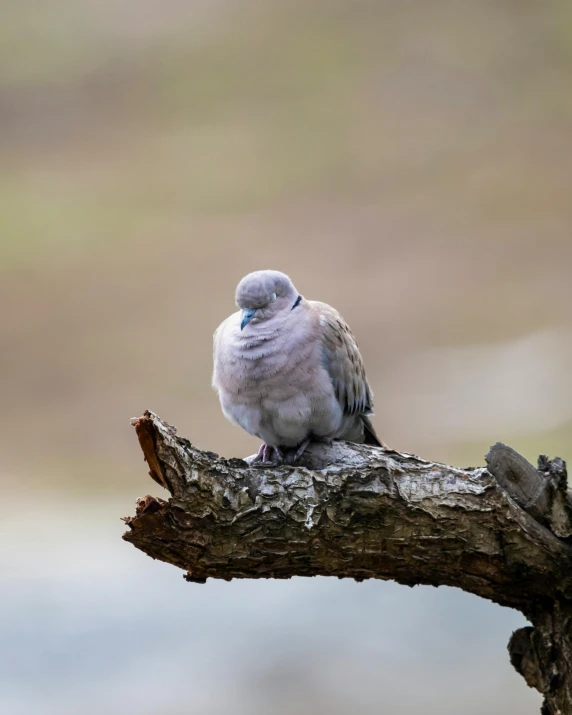 a bird sitting on top of a tree branch, sitting on a log, pale grey skin, dove in an ear canal, lgbtq