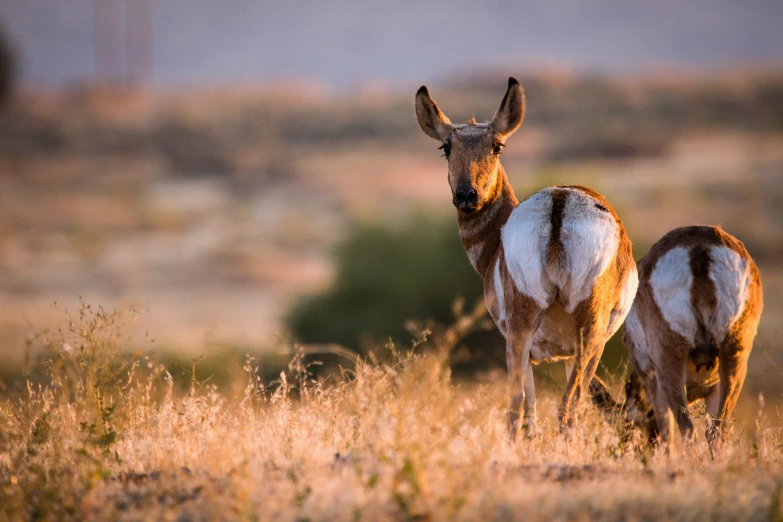 a couple of antelope standing on top of a dry grass covered field, unsplash contest winner, golden hour photo, fan favorite, hunting, mule