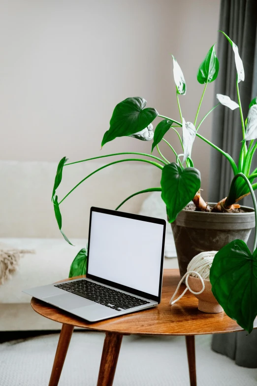 a laptop computer sitting on top of a wooden table, trending on pexels, houseplant, green and white, ornamental, beatifully lit