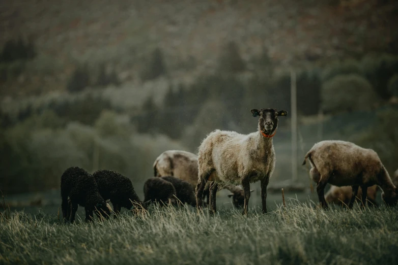 a herd of sheep standing on top of a lush green field, by Jesper Knudsen, pexels contest winner, black, grey, 🦩🪐🐞👩🏻🦳, an olive skinned