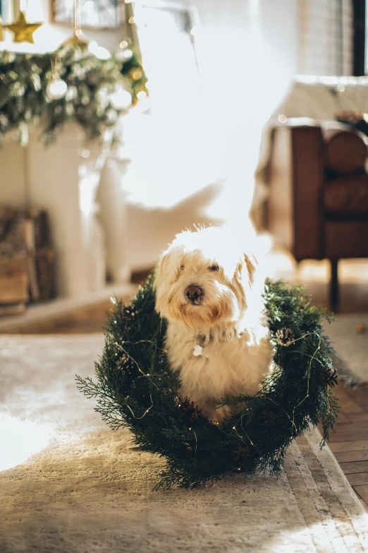 a dog is sitting in a wreath on the floor, pexels contest winner, baroque, warmly lit, fluffy'', 8 x, ornament