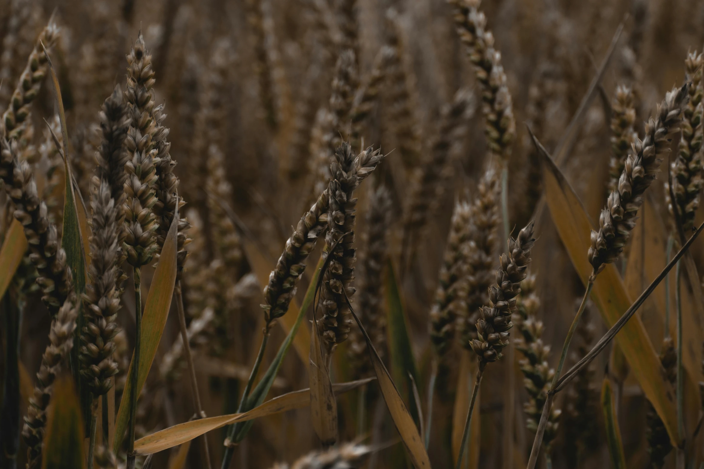 a field of wheat ready to be harvested, by Adam Marczyński, pexels contest winner, muted browns, gray, brown