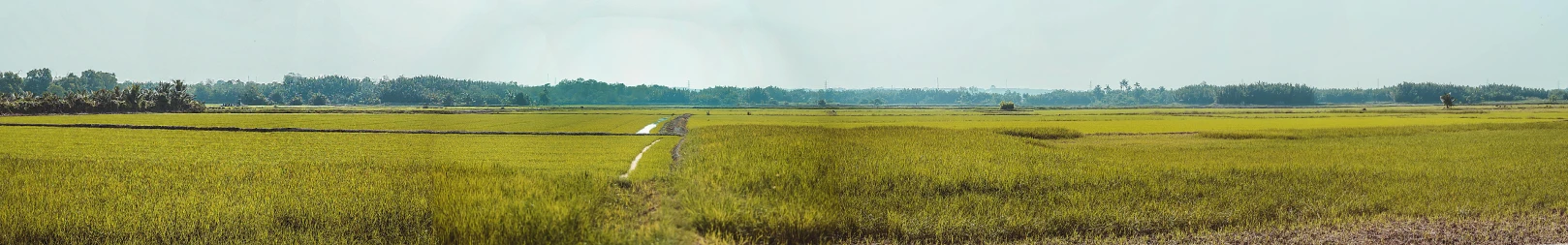 a field with a fence in the middle of it, a picture, unsplash, sumatraism, rice, panoramic widescreen view, runway, bangladesh