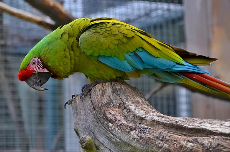 a parrot sitting on top of a tree branch, posing for a picture, 🦩🪐🐞👩🏻🦳, in the zoo exhibit, blue and green colours