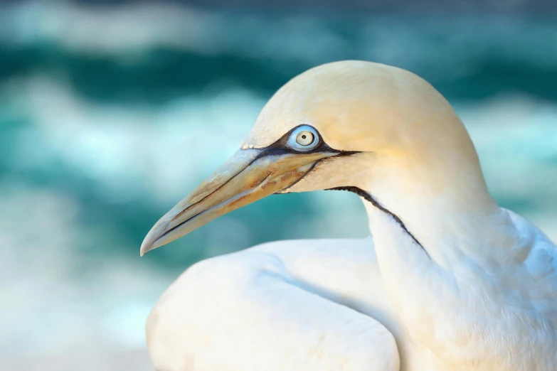 a close up of a bird on a beach, an album cover, inspired by Frederick Goodall, pexels contest winner, beautiful animal pearl queen, a blond, birdeye, manly