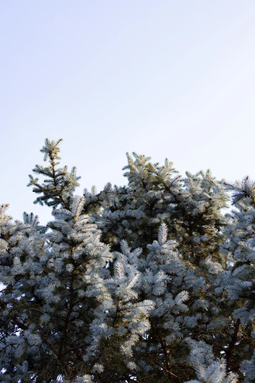 a man flying through the air while riding a snowboard, an album cover, inspired by Édouard Detaille, unsplash, romanticism, pine tree, morning detail, frost, buds