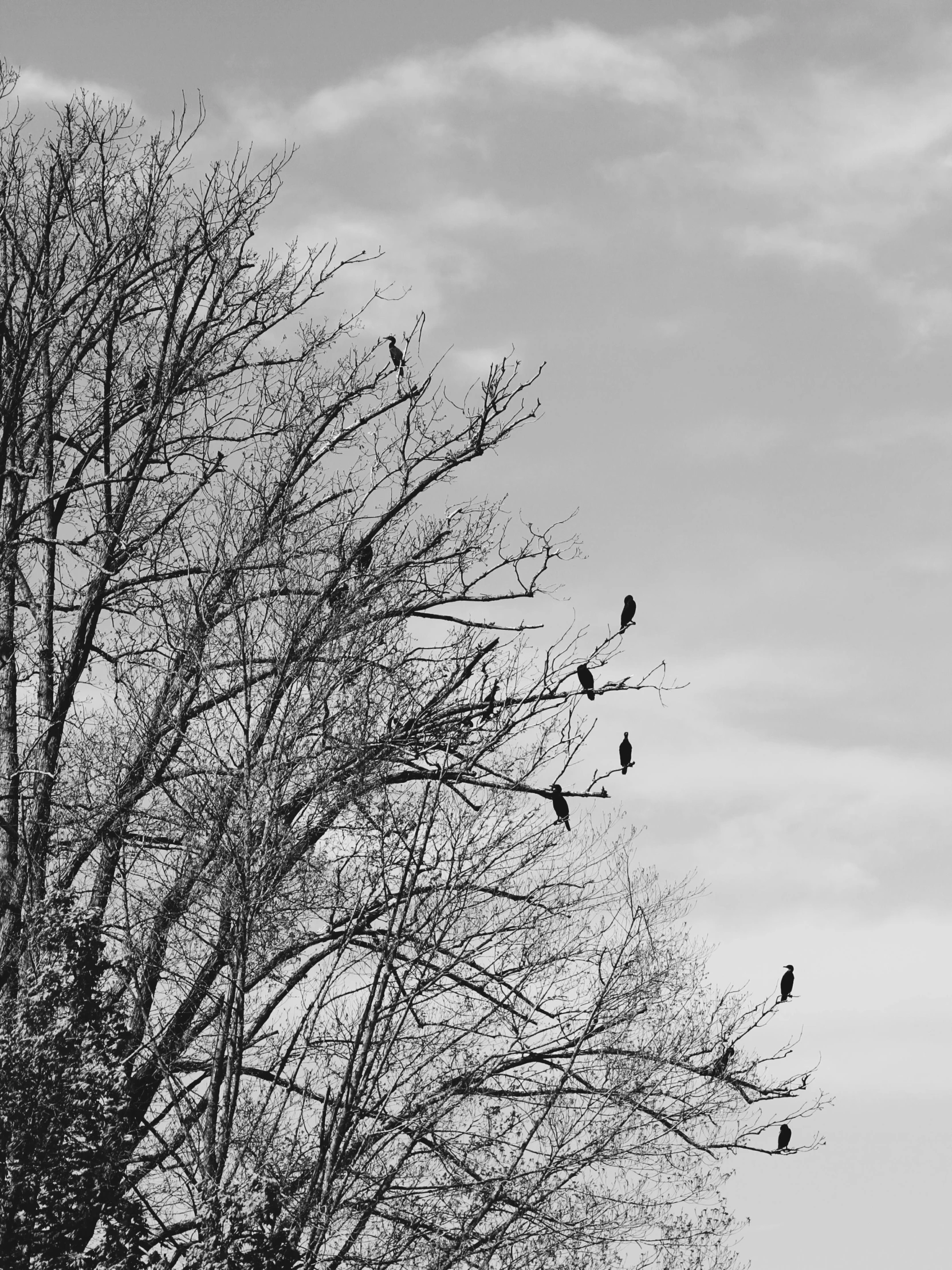 a flock of birds sitting on top of a tree, by Gonzalo Endara Crow, shot on iphone 6, monochrome!!!!!, raven wings, il