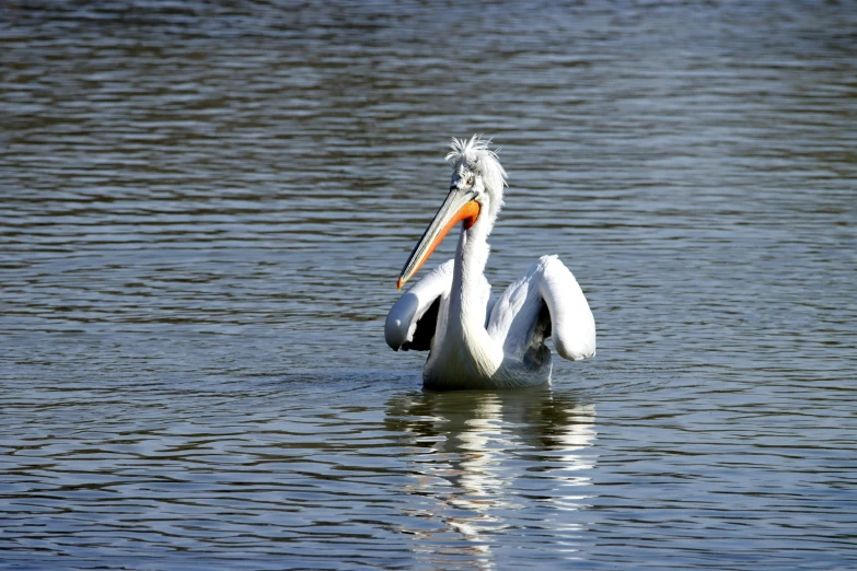 a large white bird floating on top of a body of water, in water, posing
