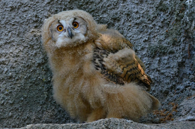 a baby owl sitting on top of a rock, by Jan Tengnagel, pexels contest winner, renaissance, covered in matted fur, ruffled wings, taken in zoo, screensaver