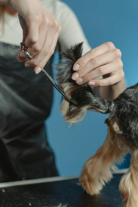 a close up of a person cutting a dog's hair, trending on pexels, renaissance, with a blue background, ready to model, animation, diecut