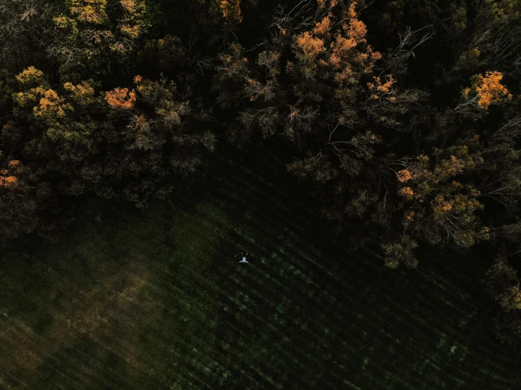 a bird's eye view of a field with trees in the background, a screenshot, unsplash contest winner, person made of tree, low light, lying down, sydney park