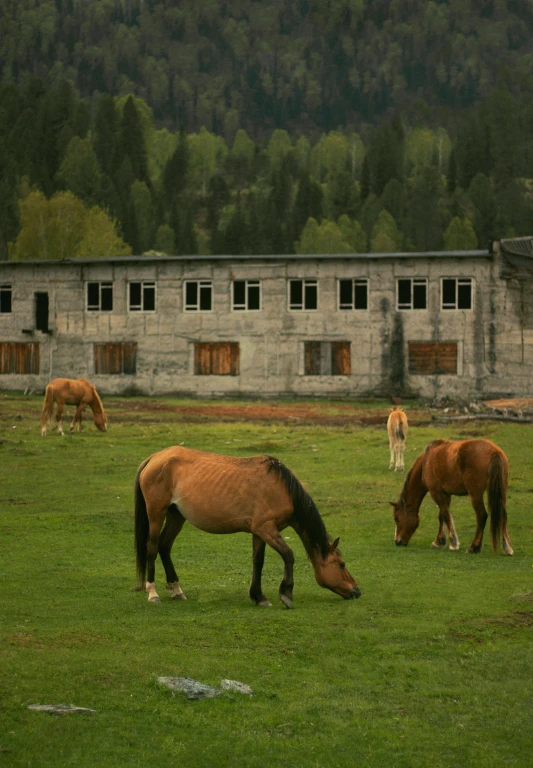 a herd of horses grazing on a lush green field, “derelict architecture buildings, located in hajibektash complex, high school, mountainous setting