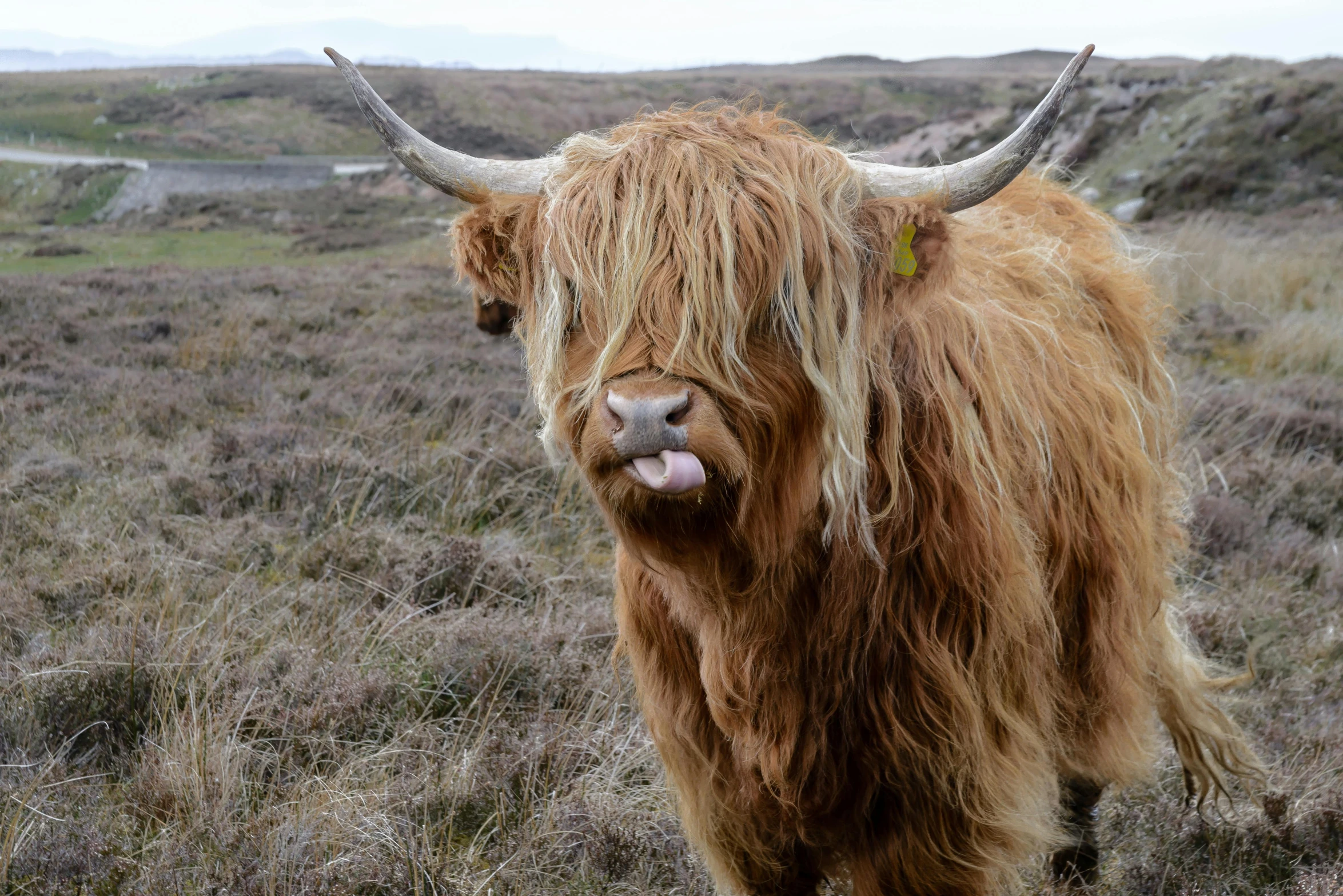 a yak is sticking its tongue out in a field, an album cover, by John Murdoch, unsplash, scottish, wild hairstyle, 🤠 using a 🖥, biting lip