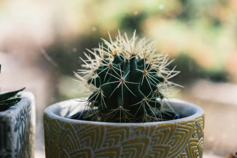 a close up of a cactus plant in a pot, inspired by Elsa Bleda, pexels contest winner, yellow spiky hair, ceramic pot, super detailed image, the sacred cup of understading