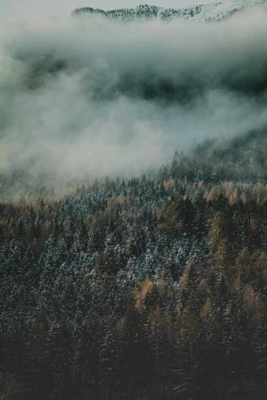 a plane flying over a forest covered in snow, unsplash contest winner, tonalism, paul barson, 144x144 canvas, ((trees)), valley mist
