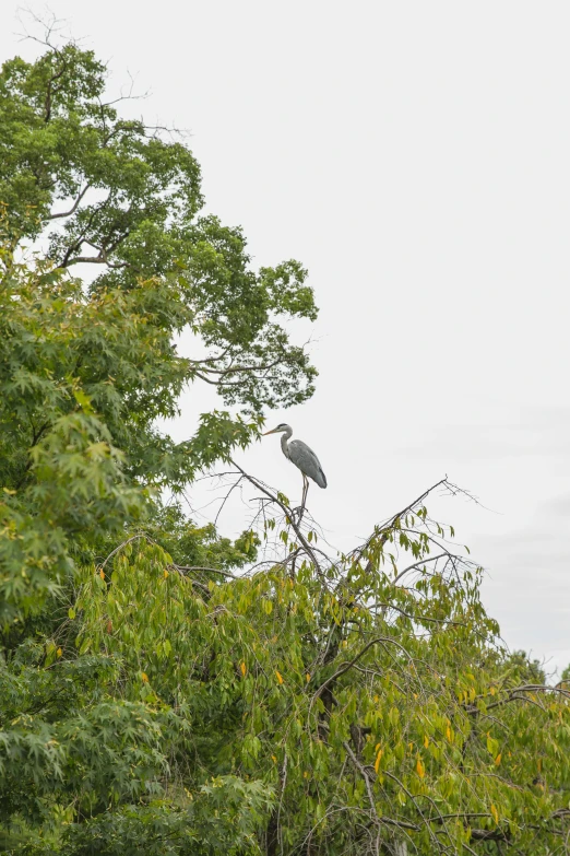 a large bird sitting on top of a tree, grey skies, fishing, on display, wide views