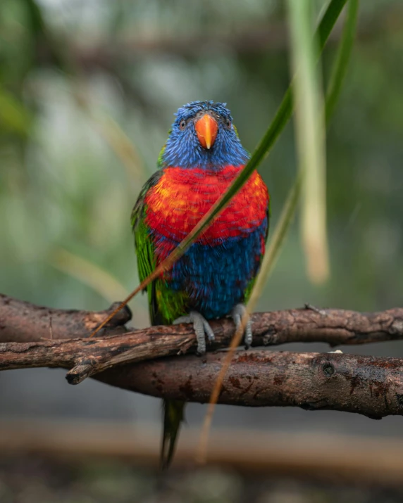 a colorful bird sitting on top of a tree branch, in australia, rainbow fur, multiple stories, indoor picture