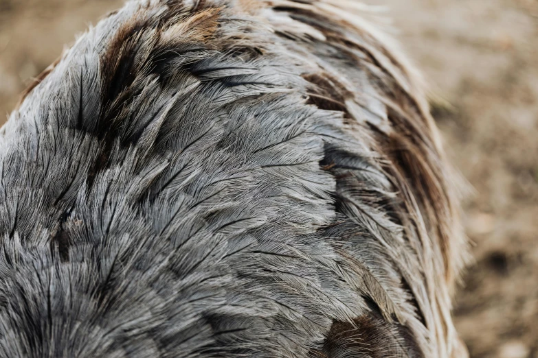 a close up view of an ostrich's head, an album cover, by Jan Tengnagel, trending on pexels, hurufiyya, chicken feathers, photographed from the back, grey, detailed duck