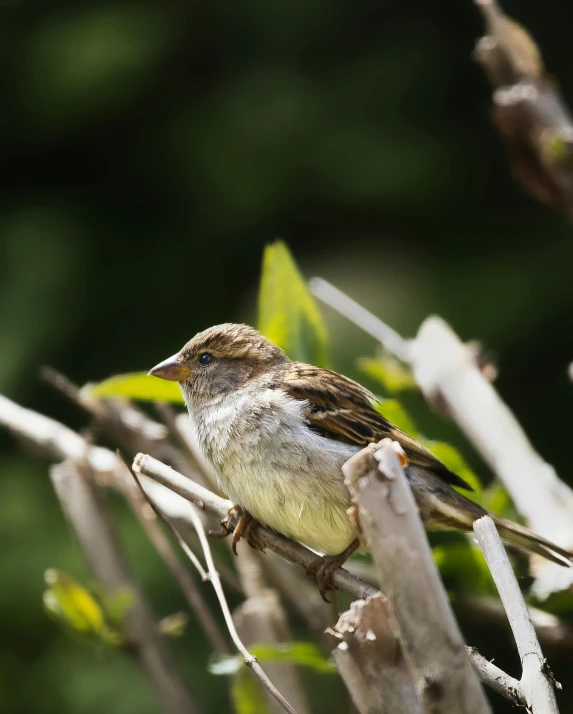 a small bird sitting on top of a tree branch, looking smug, set photo, uncropped, sprawling