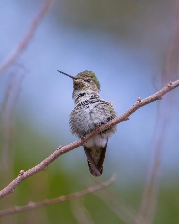a small bird sitting on top of a tree branch, posing for a picture, bee hummingbird, award - winning photo ”