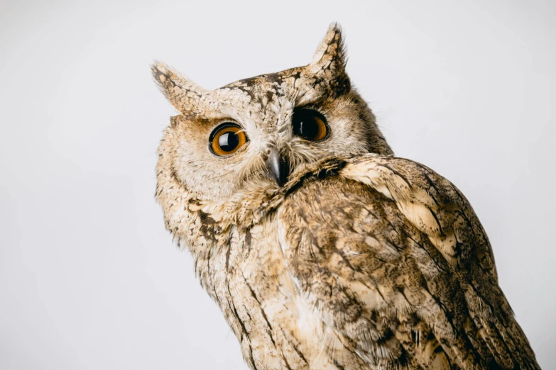 an owl sitting on top of a wooden post, an album cover, trending on pexels, photorealism, irving penn, with pointy ears, portrait of a big, ultra detailed close up