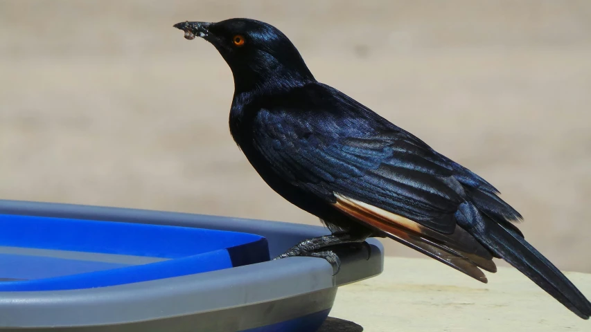 a black bird sitting on top of a blue bowl, offering a plate of food, black and orange, on a hot australian day, with laser-like focus